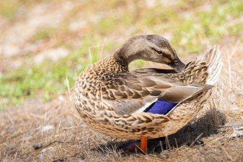 iNaturalist observation photo of Mallard