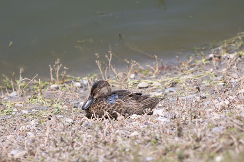 iNaturalist observation photo of Shovelers and Allies