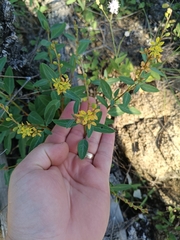 Galphimia angustifolia, photograph (c) MarvalPhotography19, some rights reserved (CC BY)