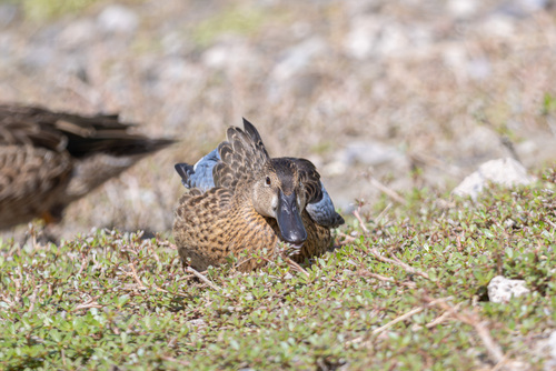 iNaturalist observation photo of Shovelers and Allies
