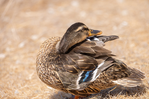 iNaturalist observation photo of Mallard