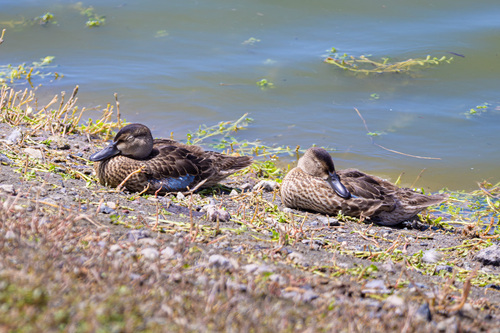 iNaturalist observation photo of Shovelers and Allies