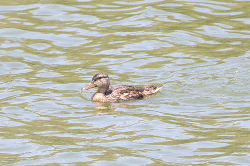 iNaturalist observation photo of Mallard