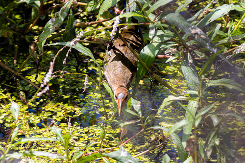 iNaturalist observation photo of Purple Gallinule