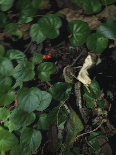 Geophila repens, photograph 2