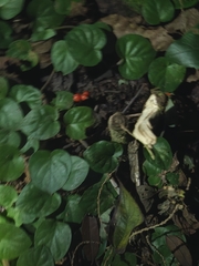 (c) Felipe Bryant, some rights reserved (CC BY) Geophila repens, photograph (c) Felipe Bryant, some rights reserved (CC BY)