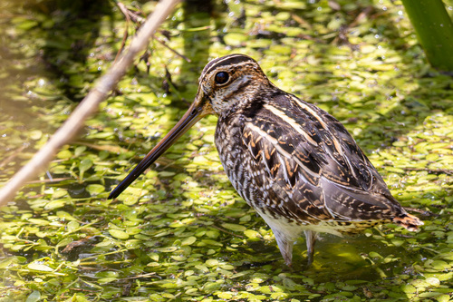 iNaturalist observation photo of Wilson's Snipe