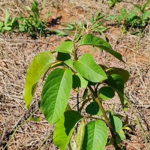 Triplaris gardneriana