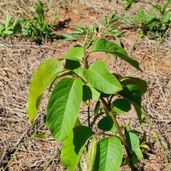 Triplaris gardneriana