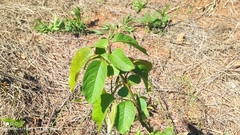 Triplaris gardneriana, photograph (c) Thomaz Ricardo Favreto Sinani, some rights reserved (CC BY)