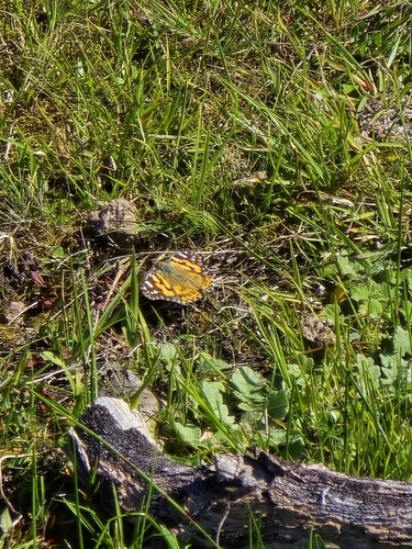Australian Painted Lady