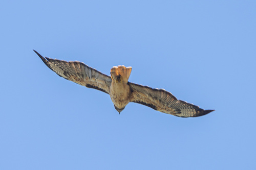 iNaturalist observation photo of Red-tailed Hawk