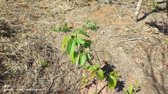 Triplaris gardneriana, photograph (c) Thomaz Ricardo Favreto Sinani, some rights reserved (CC BY)