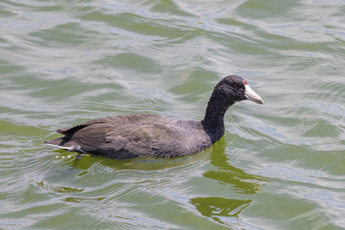 iNaturalist observation photo of American Coot