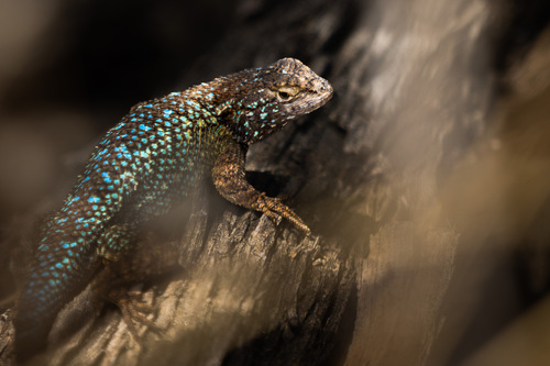 iNaturalist observation photo of Western Fence Lizard