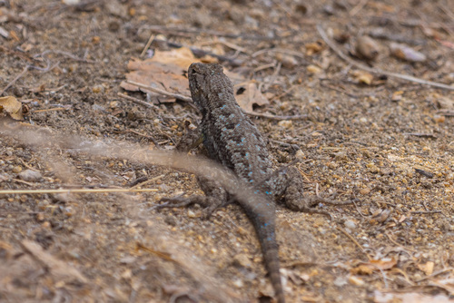 iNaturalist observation photo of Western Fence Lizard