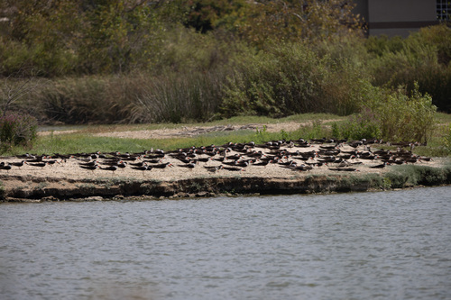 iNaturalist observation photo of Black Skimmer