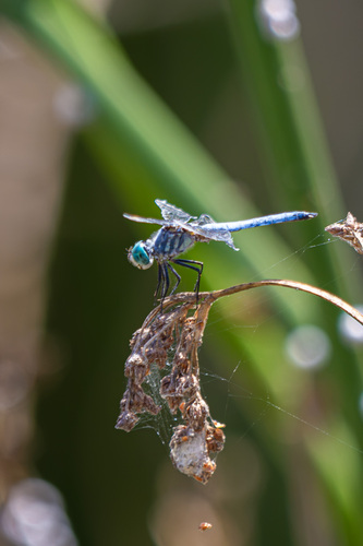 iNaturalist observation photo of Blue Dasher