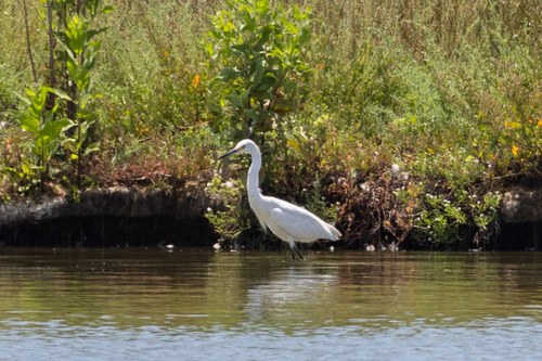 iNaturalist observation photo of Snowy Egret