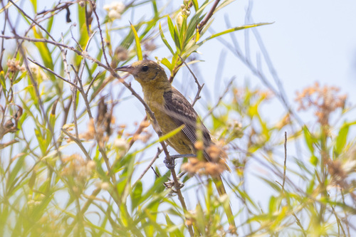 iNaturalist observation photo of Hooded Oriole