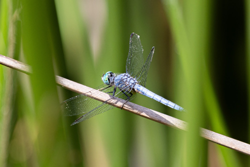 iNaturalist observation photo of Blue Dasher