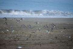 Charadrius semipalmatus