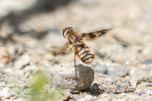 iNaturalist observation photo of banded bee flies