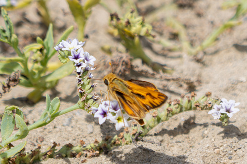 iNaturalist observation photo of Fiery Skipper