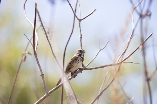 iNaturalist observation photo of Song Sparrow