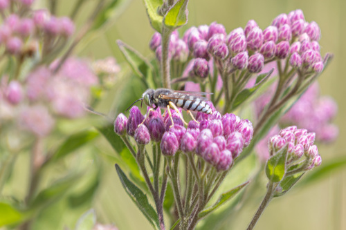 iNaturalist observation photo of American Sand Wasp