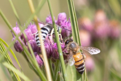 iNaturalist observation photo of Western Honey Bee