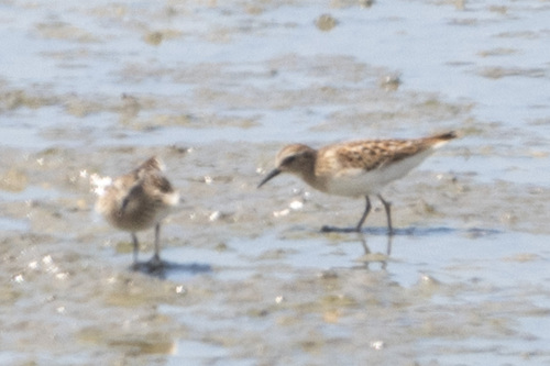 iNaturalist observation photo of Least Sandpiper