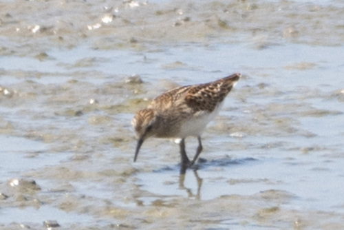 iNaturalist observation photo of Least Sandpiper