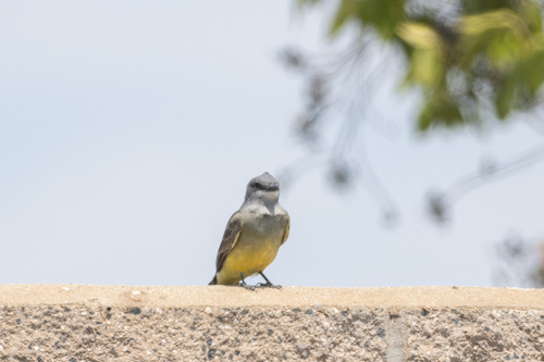 iNaturalist observation photo of Cassin's Kingbird