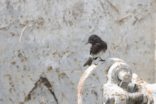 iNaturalist observation photo of Black Phoebe
