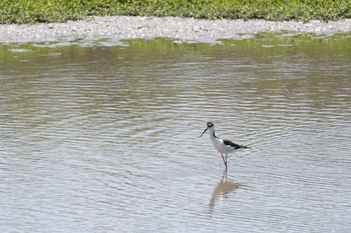 iNaturalist observation photo of Black-necked Stilt