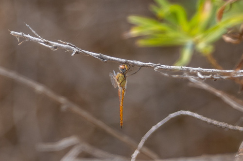 iNaturalist observation photo of Wandering Glider