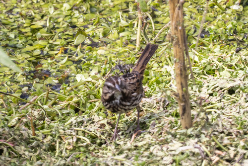 iNaturalist observation photo of Song Sparrow
