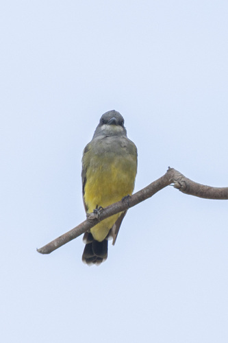 iNaturalist observation photo of Cassin's Kingbird