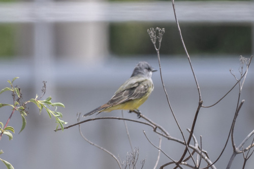 iNaturalist observation photo of Cassin's Kingbird