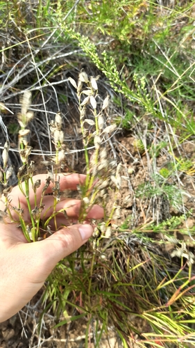 Silene jeniseensis, photograph 4