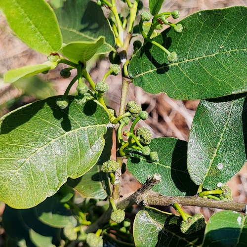 Brosimum gaudichaudii, photograph 5