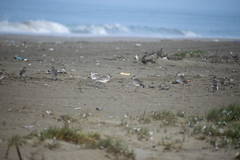 Pluvialis squatarola