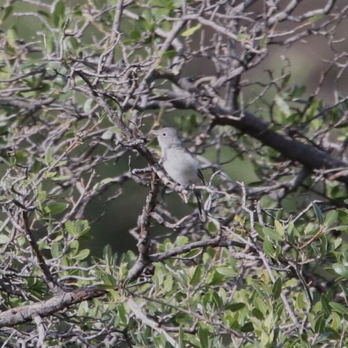 Gray Vireo