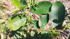 Brosimum gaudichaudii, photograph (c) Thomaz Ricardo Favreto Sinani, some rights reserved (CC BY)