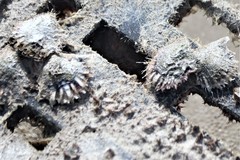 Pinctada imbricata