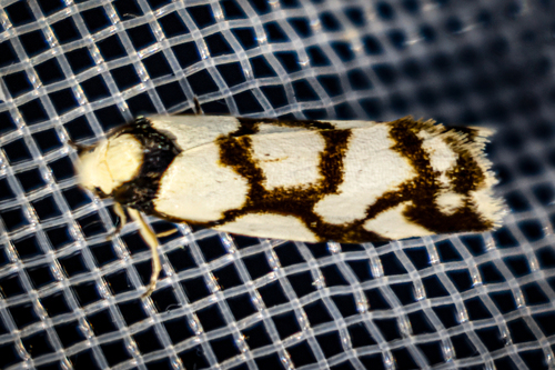 Reticulated Footman