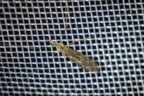 Symplecta pilipes