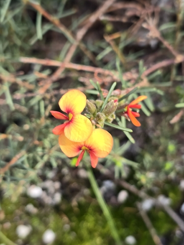 showy parrot-pea