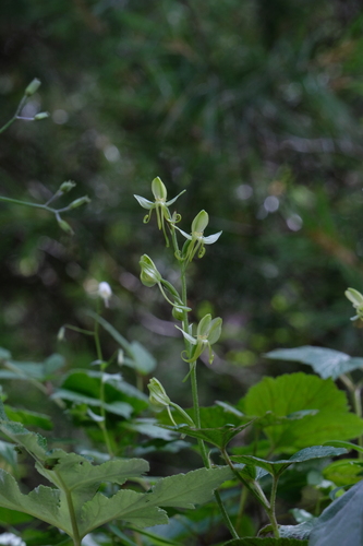 Habenaria glaucifolia